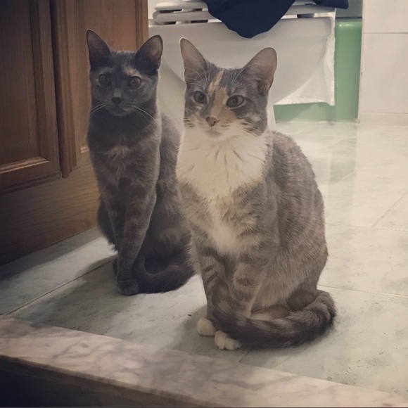 Meet your Posher, Nicole. Animal lover 🐱 - Picture 2 of 2